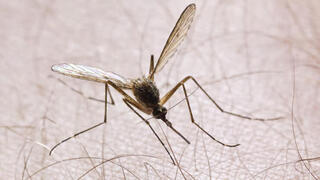 La picadura del mosquito doméstico puede transmitir la enfermedad. 