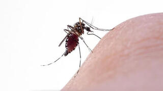 El virus se transmite por la picadura del mosquito doméstico, pero no se transmite de persona a persona. 