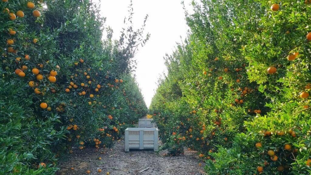 Campo de frutos en el Negev occidental. 