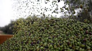 Cosecha de aceitunas en el valle de Jezreel. 