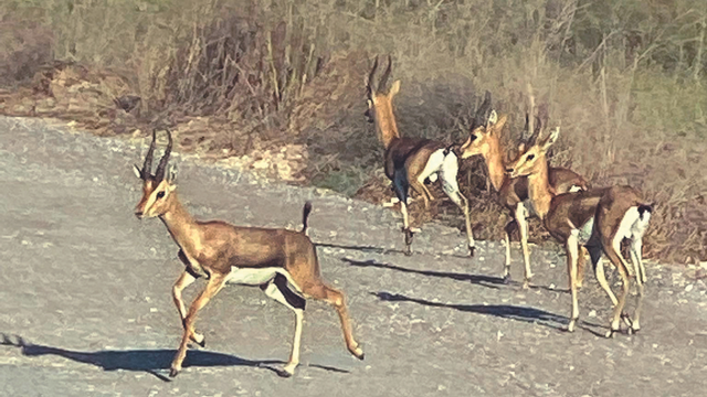 בגלל מחסור בשטחי מחיה: חיות בר מסתובבות ליד הבתים במודיעין