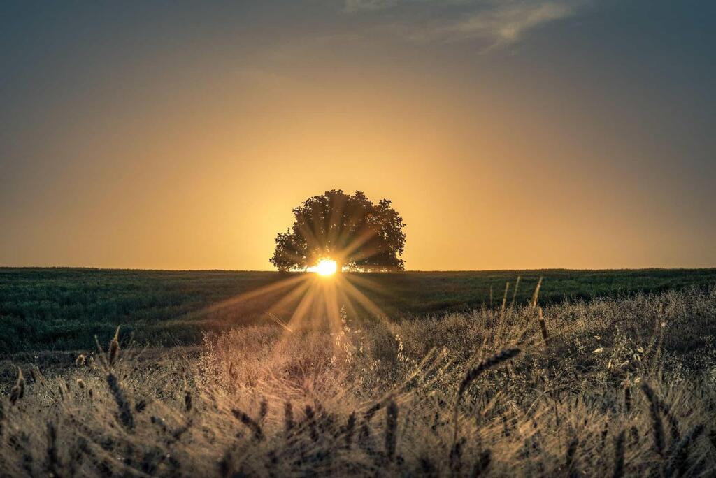 صورة عامة لأرض زراعية (flash90) صورة عامة لأرض زراعية