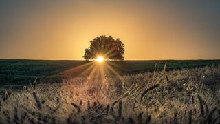 صورة عامة لأرض زراعية