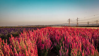 مرج أبن عامر