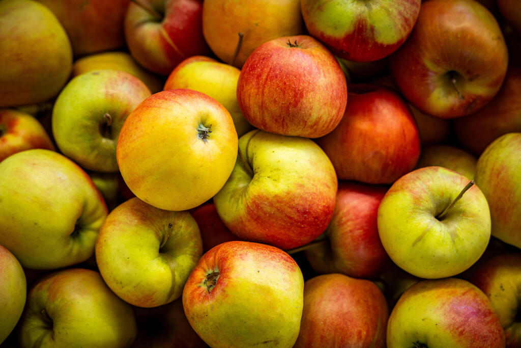 تفاح - صورة توضيحية