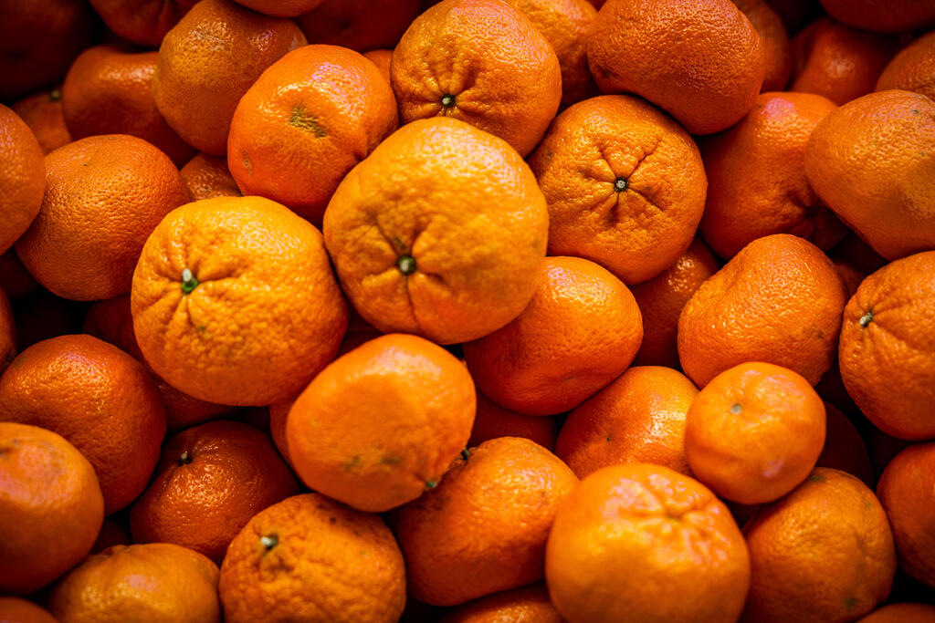 حمضيات - صورة توضيحية