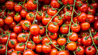 بندورة - صورة توضيحية