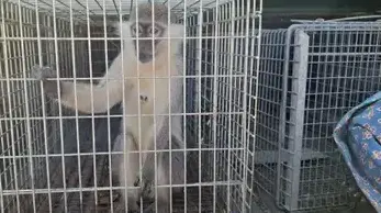 طبريا: الشرطة تضبط قردًا محتجزًا في منزل وتفتح تحقيقًا