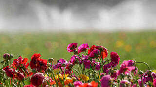 حقول زهور ملوّنة في كيبوتس نير يتسحاق جنوبي إسرائيل