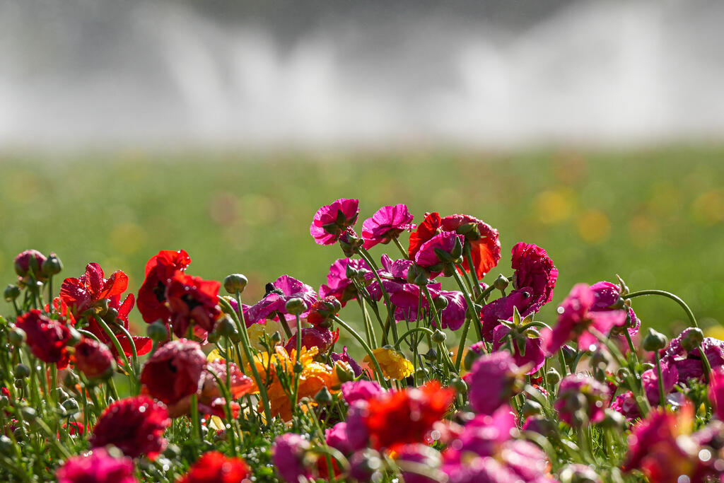 حقول زهور ملوّنة في كيبوتس نير يتسحاق جنوبي إسرائيل