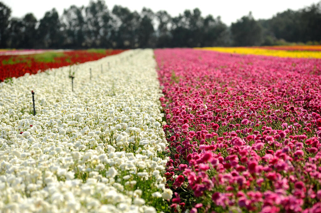 حقول زهور ملوّنة في كيبوتس نير يتسحاق جنوبي إسرائيل