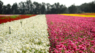 حقول زهور ملوّنة في كيبوتس نير يتسحاق جنوبي إسرائيل