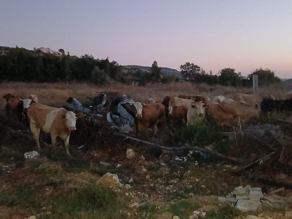 دخول عشرات الأبقار من إسرائيل إلى أراضي بلدتي رامية وعيتا الشعب (بموجب بند 27 أ لقانون الحقوق الأدبية عام 2007) دخول عشرات الأبقار من إسرائيل إلى أراضي بلدتي رامية وعيتا الشعب
