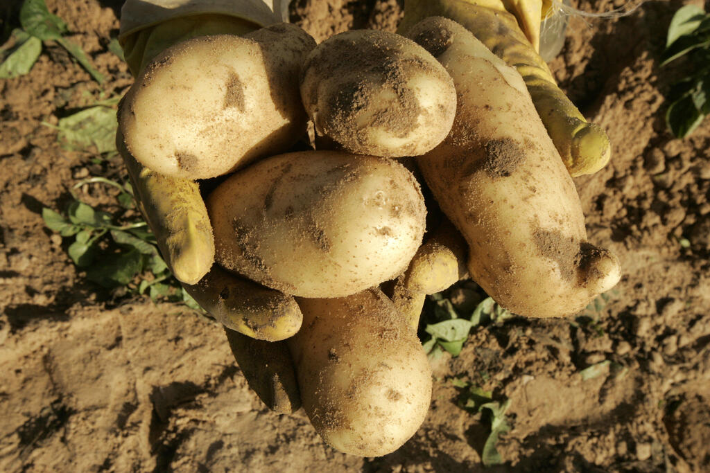 حبوب بطاطس
