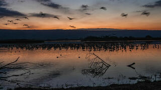 بحيرة الحولة محطة استراحة لمئات آلاف الطيور المهاجرة بفصل الخريف