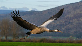 بحيرة الحولة محطة استراحة لمئات آلاف الطيور المهاجرة بفصل الخريف