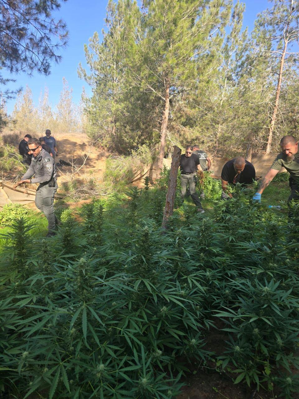 الكشف عن 800 شتلة من الحشيش جاهزة للقطف واعتقال 3 مشتبهين من النقب