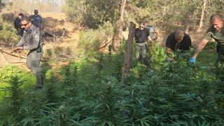 الكشف عن 800 شتلة من الحشيش جاهزة للقطف واعتقال 3 مشتبهين من النقب