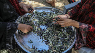 موسم الزيتون