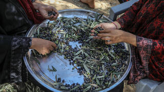 موسم الزيتون