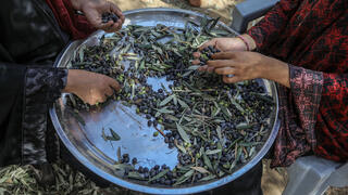 موسم الزيتون