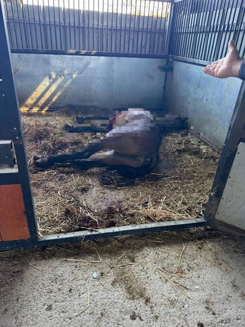 اعتقال شخص طعن حصانين 