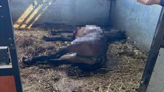 اعتقال شخص طعن حصانين 