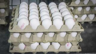 ارتفاع أسعار البيض الشهر القادم