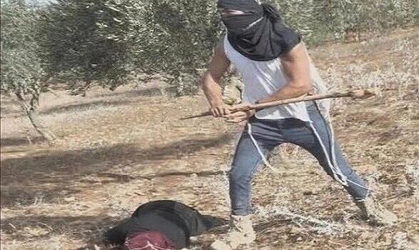 اعتداءات المستوطنين خلال قطف الزيتون
