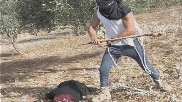 اعتداءات المستوطنين خلال قطف الزيتون