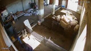 مستوطنون يهاجمون حظيرة اغنام في الضفة الغربية