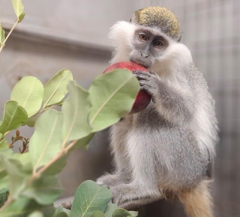 بعد 3 أشهر من المطاردة: العثور على قرد هارب في ريشون لتسيون (سلطة حماية الطبيعة) بعد 3 أشهر من المطاردة: العثور على قرد هارب في ريشون لتسيون