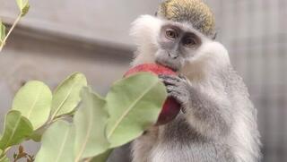 بعد 3 أشهر من المطاردة: العثور على قرد هارب في ريشون لتسيون