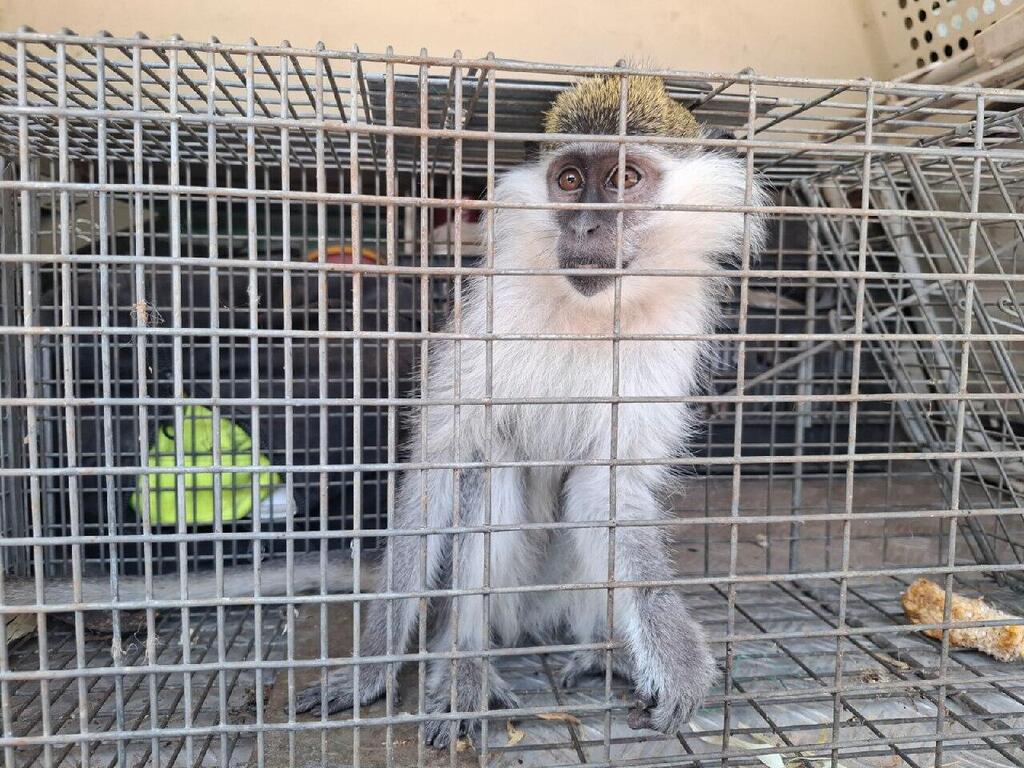 بعد 3 أشهر من المطاردة: العثور على قرد هارب في ريشون لتسيون (سلطة حماية الطبيعة) بعد 3 أشهر من المطاردة: العثور على قرد هارب في ريشون لتسيون