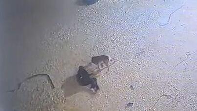 كلب يهاجم رجل في نحف