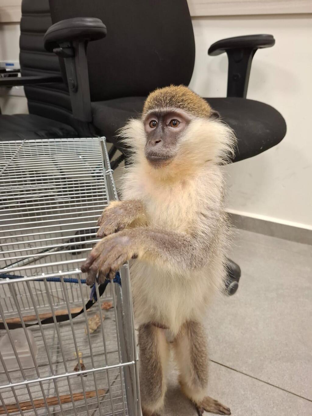 العثور على قرد محتجز بشكل غير قانوني في مدينة الطيبة ونقله للعلاج