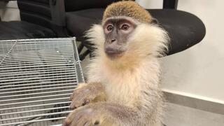 العثور على قرد محتجز بشكل غير قانوني في مدينة الطيبة ونقله للعلاج