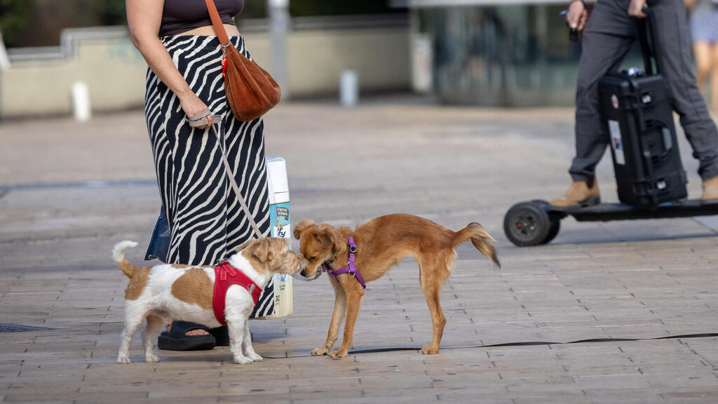 كلاب - صورة توضيحية