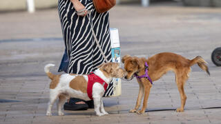 كلاب - صورة توضيحية