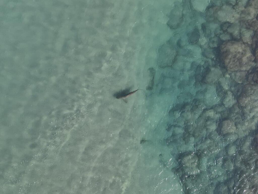 تحذير طارئ في الخضيرة بعد رصد اقتراب أسماك قرش من الشواطئ (سلطة حماية الطبيعة) تحذير طارئ في الخضيرة بعد رصد اقتراب أسماك قرش من الشواطئ