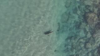 تحذير طارئ في الخضيرة بعد رصد اقتراب أسماك قرش من الشواطئ