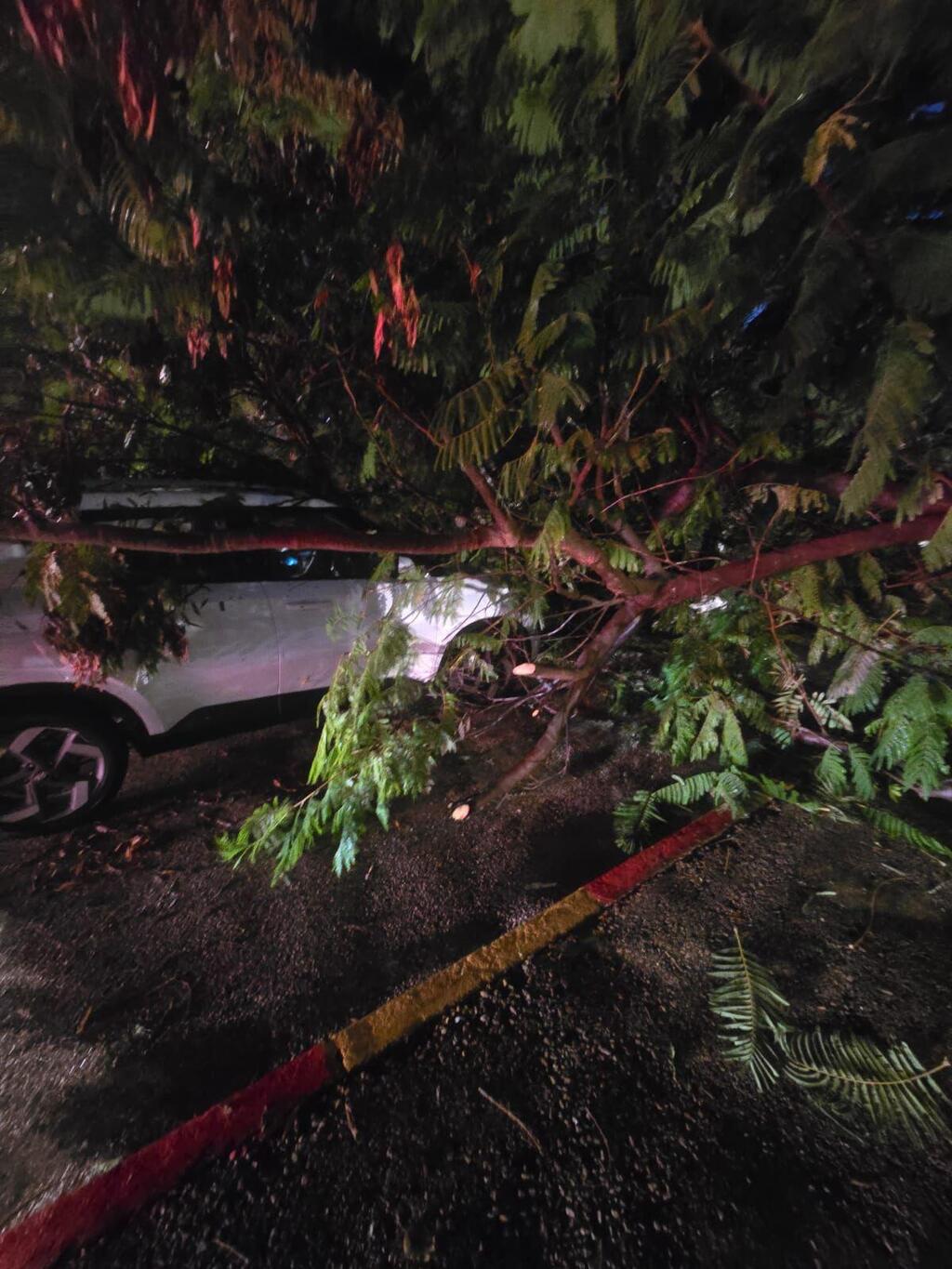 سقوط شجرة على سيارة في حولون (نجمة داوود الحمراء ) سقوط شجرة على سيارة