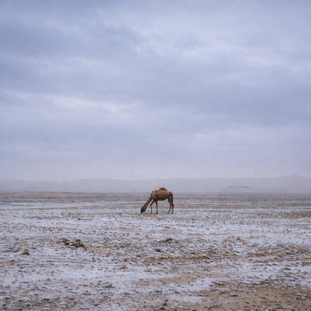 في السعودية: ثلوج نادرة تكسو جبال تبوك وحائل وجبل اللوز يتزين بحلة بيضاء ساحرة