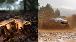 الدفع الرباعي و الفطر