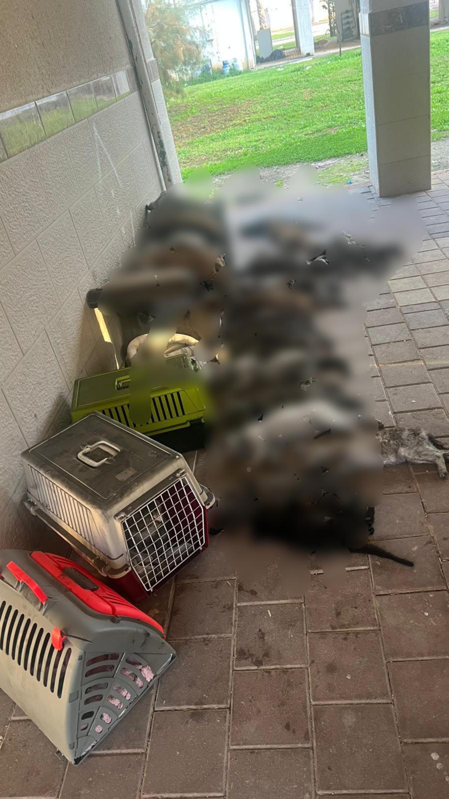 تخليص 30 قطة من شقة مشتعلة في عكا - نصفهم نفقوا