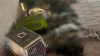 تخليص 30 قطة من شقة مشتعلة في عكا - نصفهم نفقوا