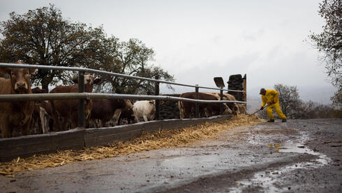 همبرغر أم فضلات دواجن؟ 