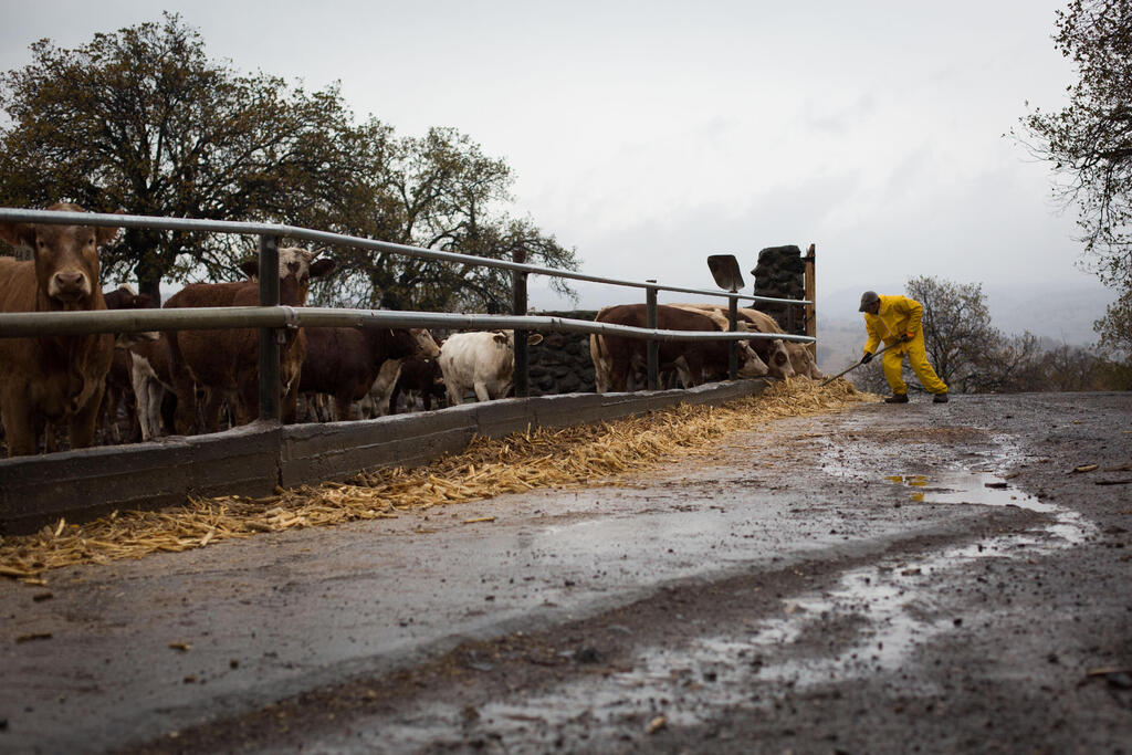 همبرغر أم فضلات دواجن؟ 