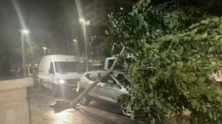 سقوط شجرة على مركبة في عكا