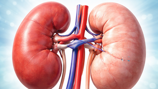 زراعة كلية بشرية بعد تجربة كلية خنزير